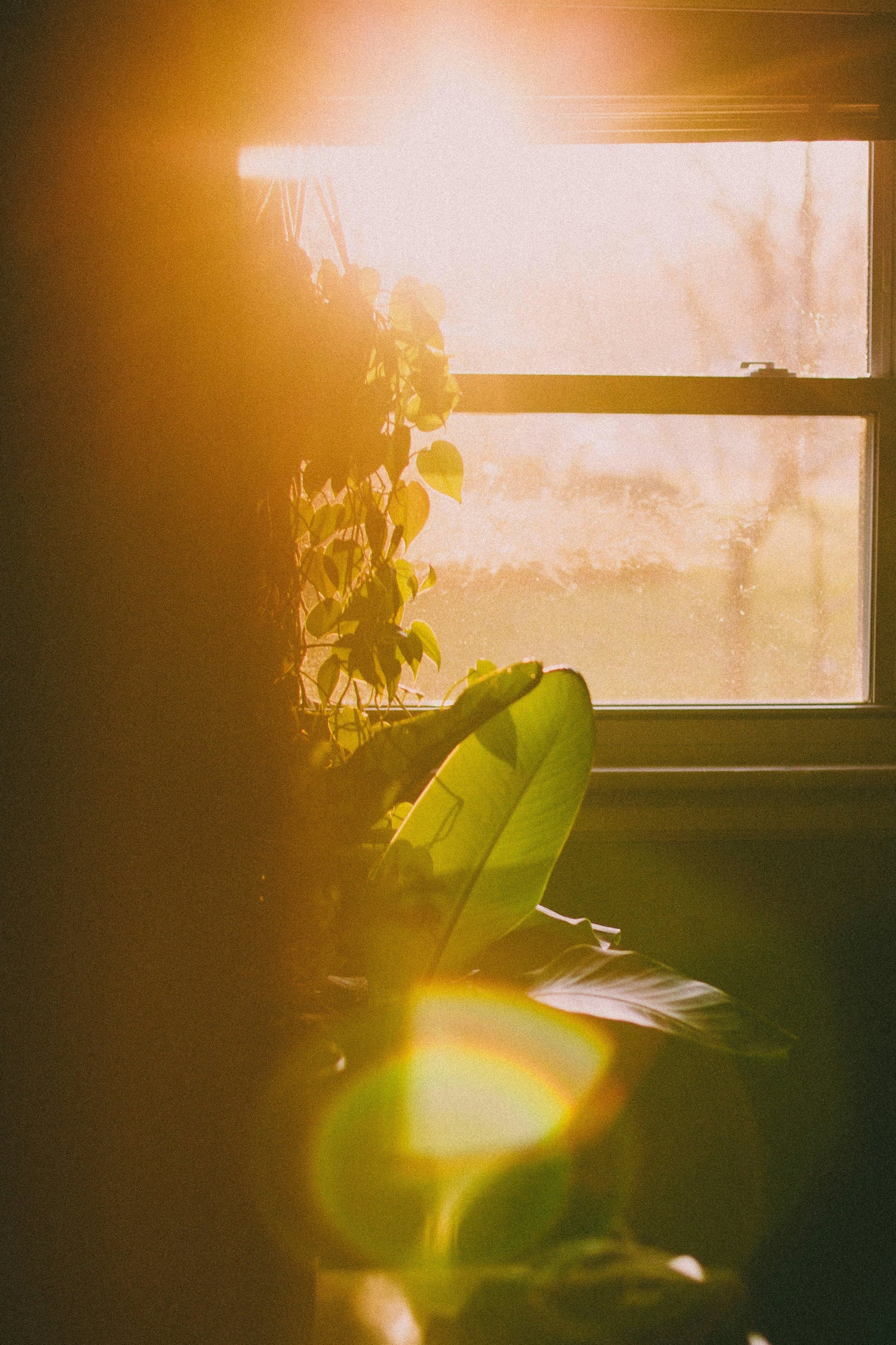 Morning Glow